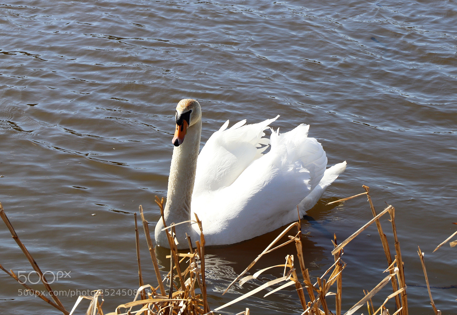 Canon EOS 77D (EOS 9000D / EOS 770D) sample photo. Swan photography