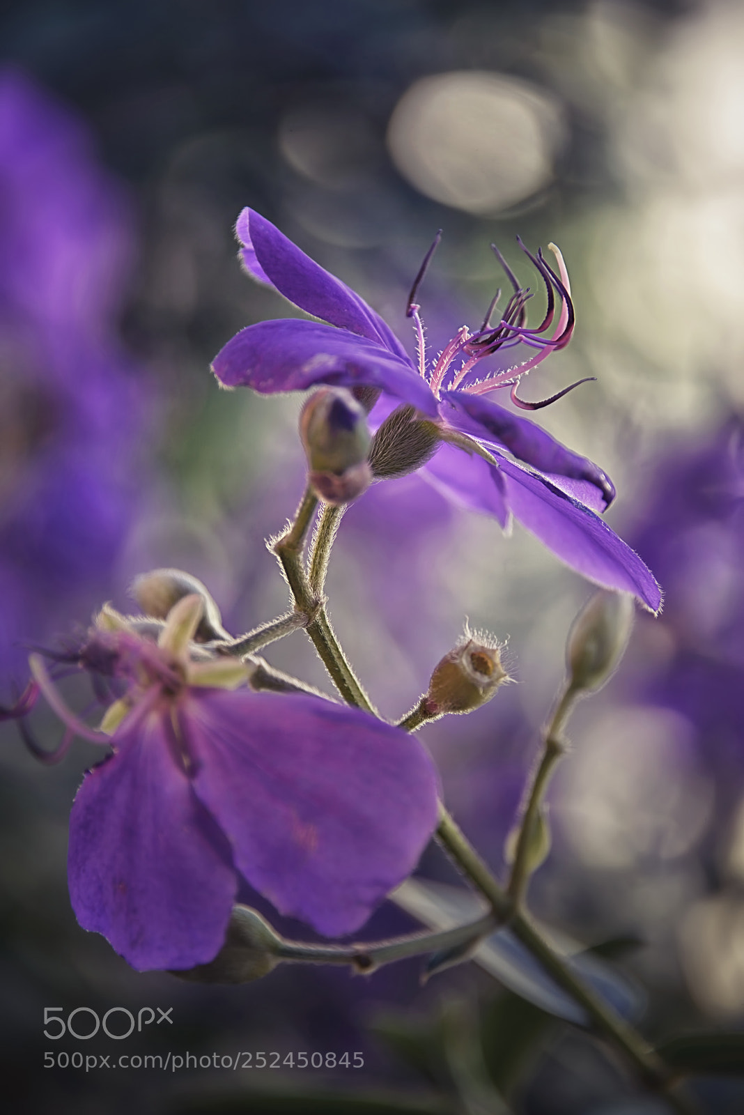 Nikon D800E sample photo. Tibouchina photography