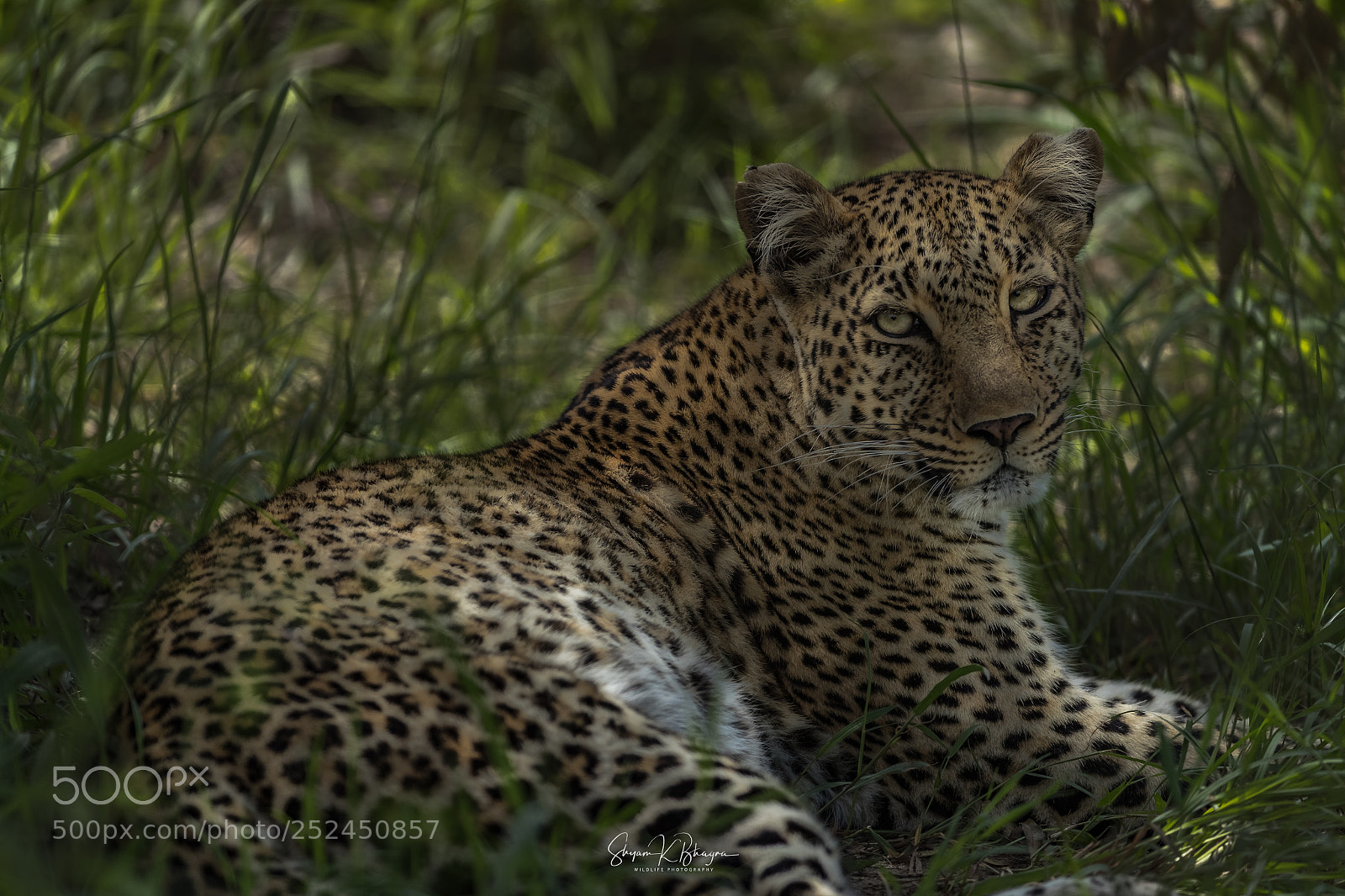 Canon EOS-1D X Mark II sample photo. African leopard photography