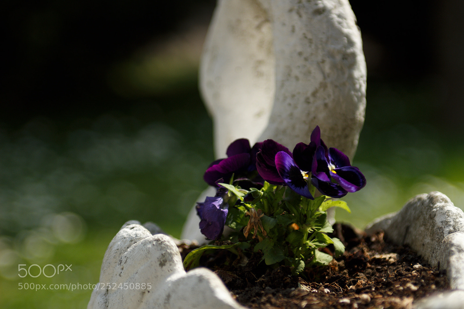 Canon EOS 100D (EOS Rebel SL1 / EOS Kiss X7) sample photo. First flowers  photography