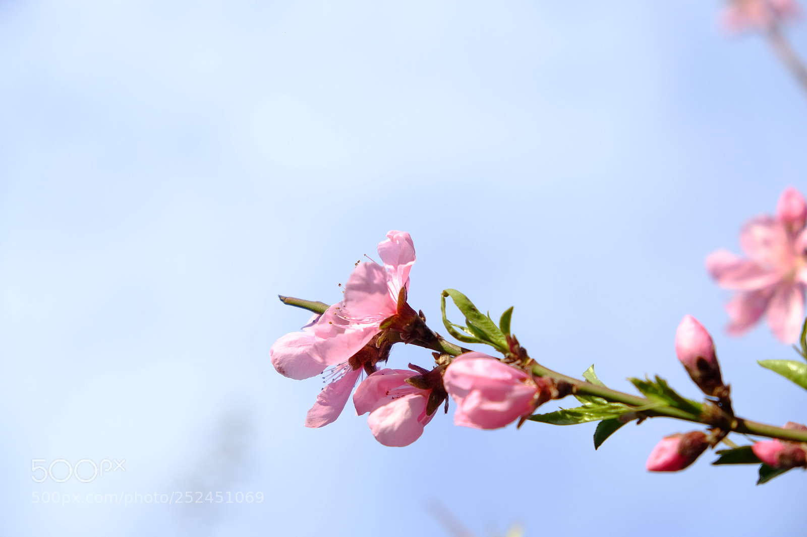 Fujifilm X-T1 sample photo. Spring photography