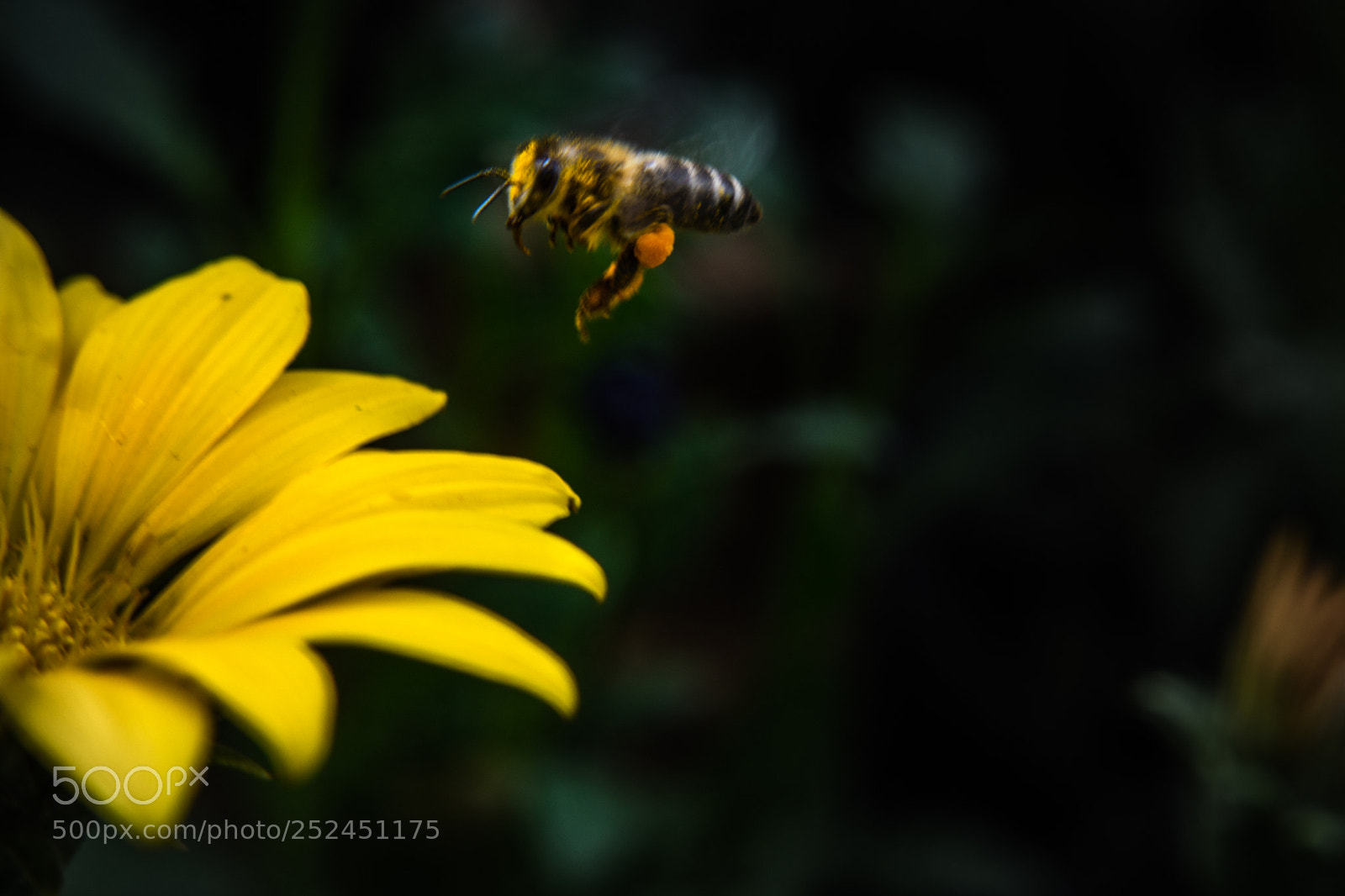 Nikon D5200 sample photo. Bee photography