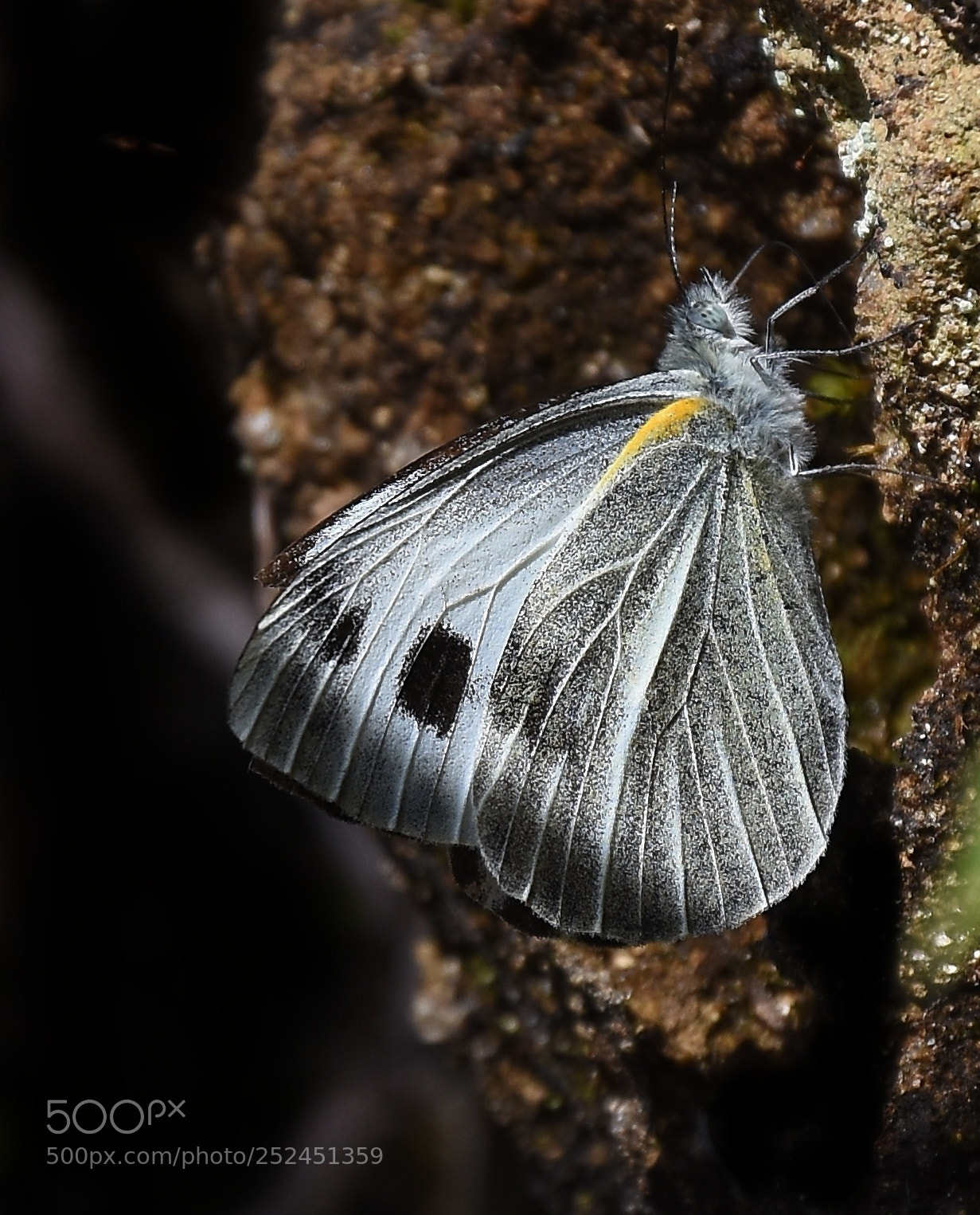 Nikon D7200 sample photo. Indian cabbage white photography