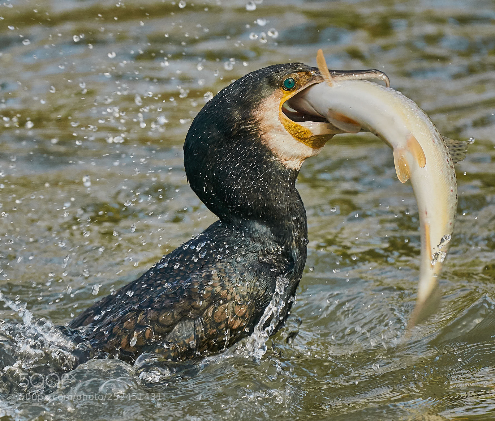 Nikon D300S sample photo. Fish dinner photography