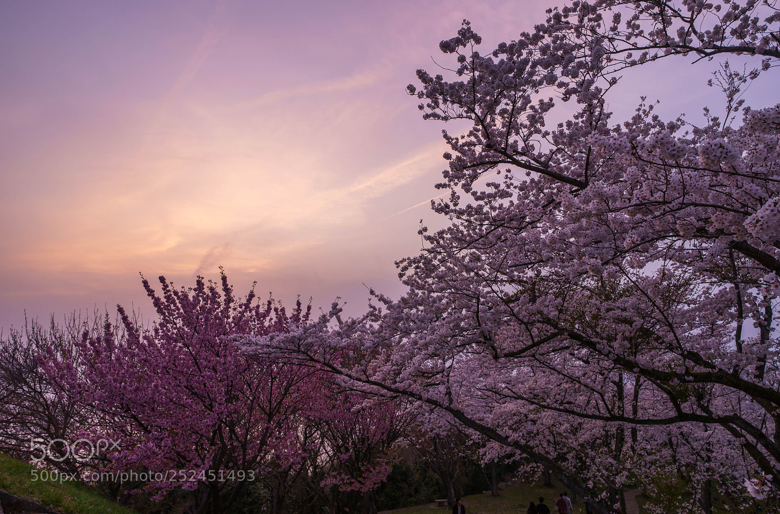 Sony a7 sample photo. Sakura photography