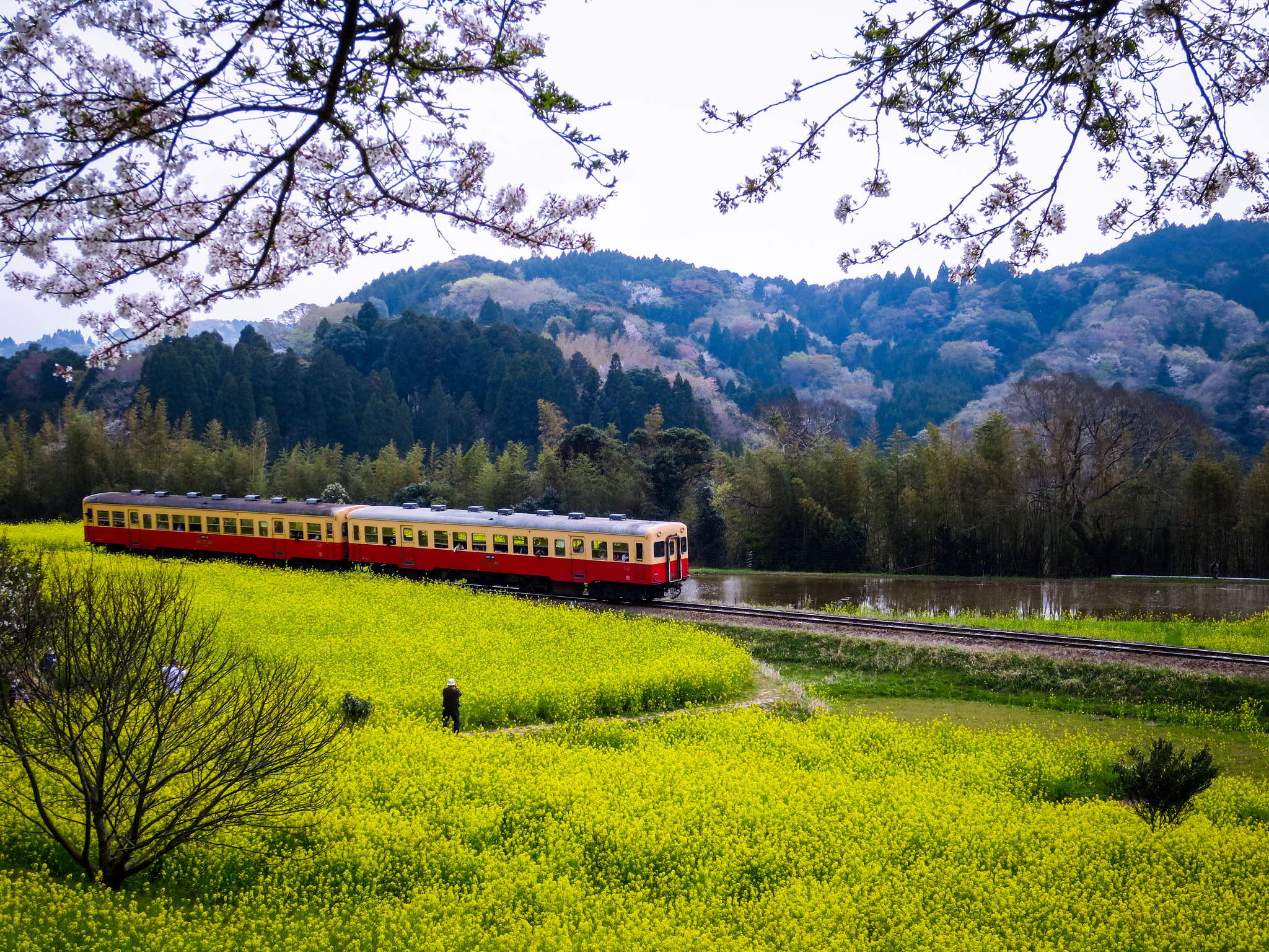 Canon PowerShot S120 sample photo. Train going on canola flower field photography
