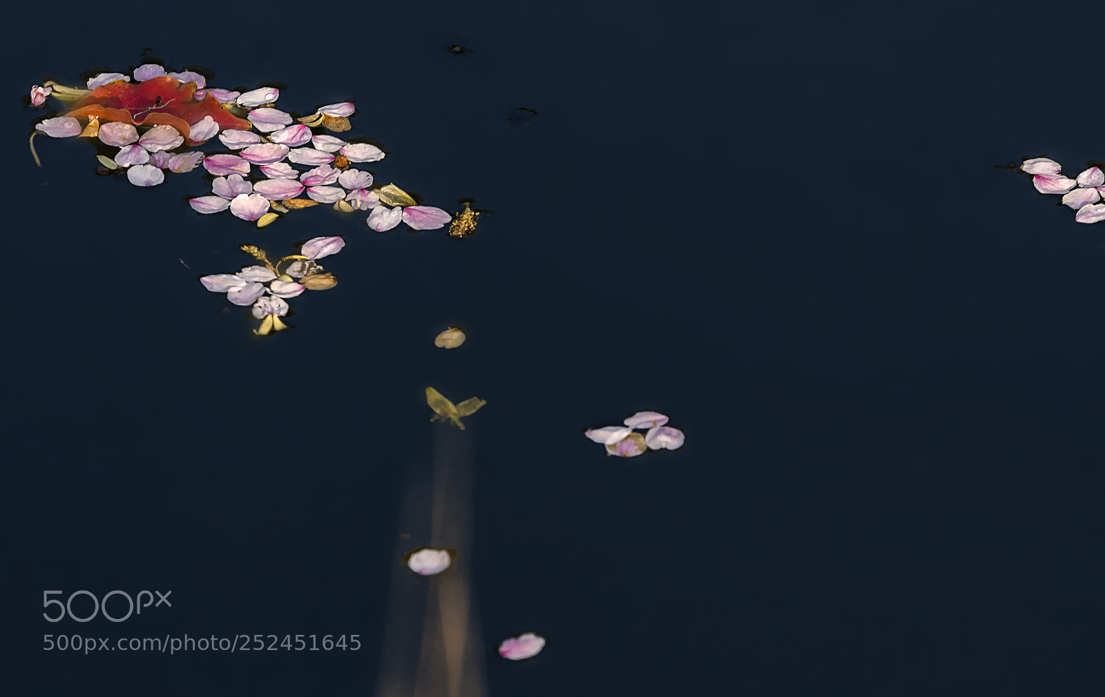 Canon EOS 600D (Rebel EOS T3i / EOS Kiss X5) sample photo. Cherry blossoms photography