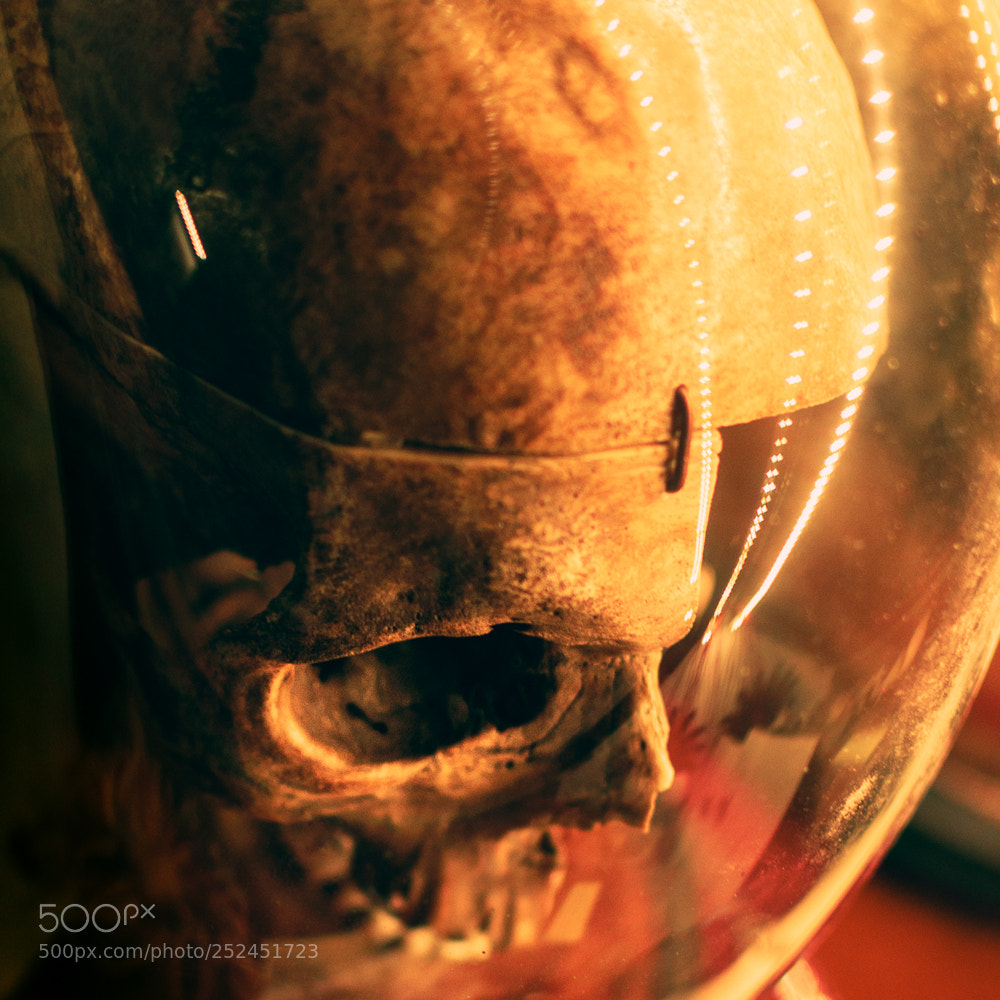 Nikon D5600 sample photo. Skull photography