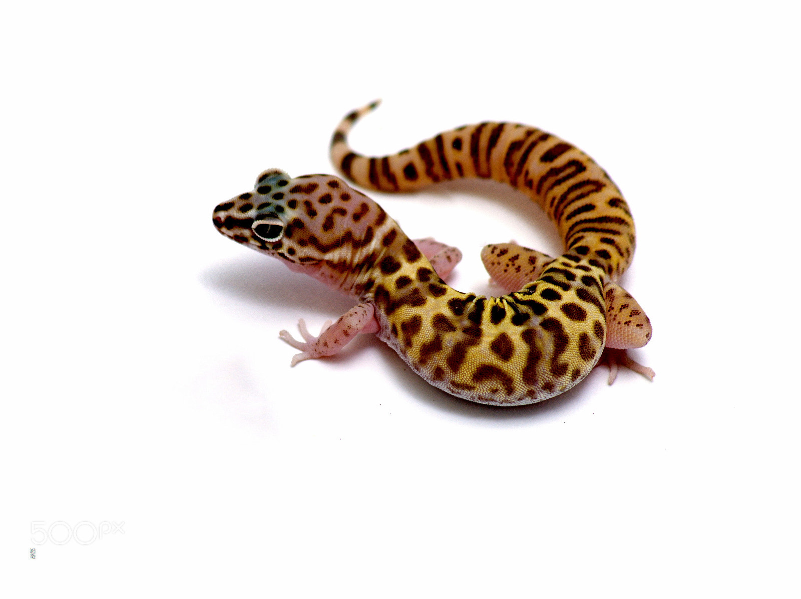 Nikon D3000 + Sigma 70-300mm F4-5.6 APO DG Macro sample photo. Utah desert banded gecko photography