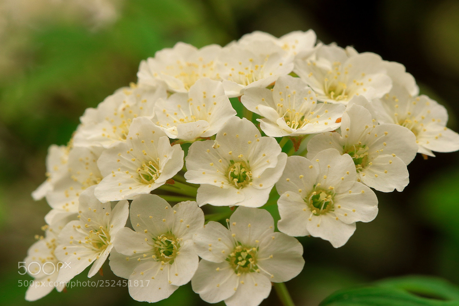 Canon EOS 80D sample photo. Flower photography