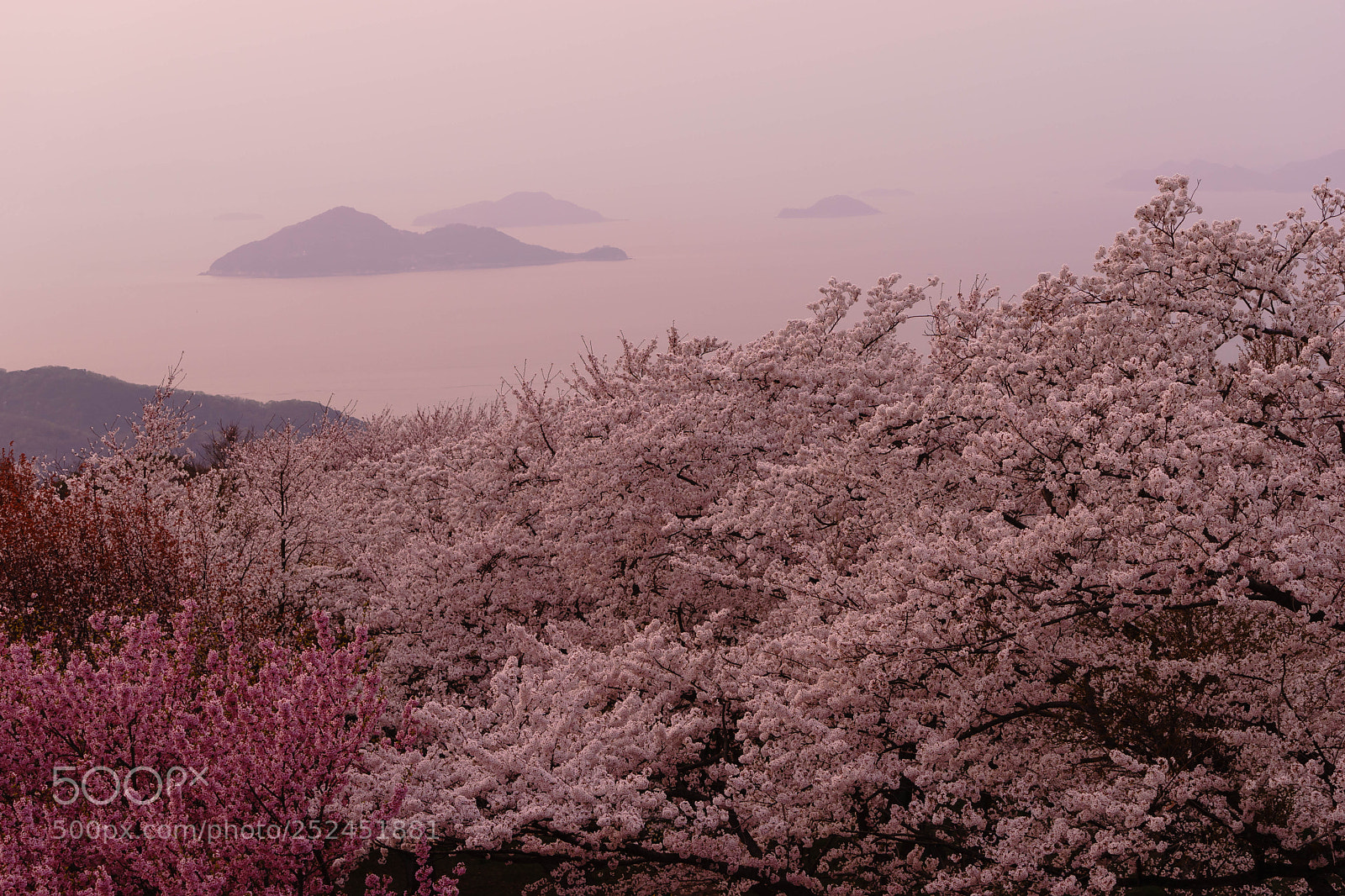 Sony a7 sample photo. Sakura photography