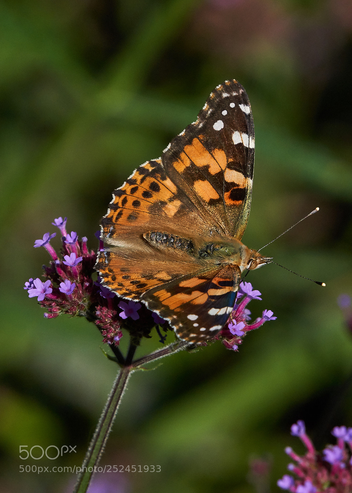 Sony a6000 sample photo. Painted lady photography