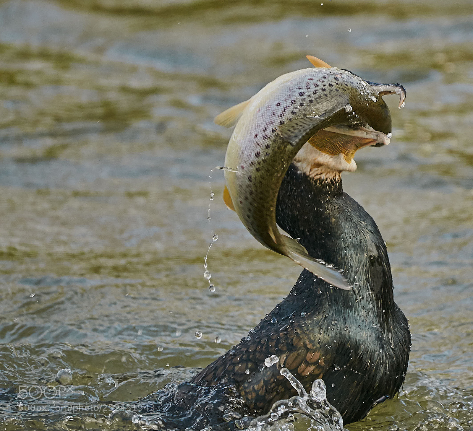 Nikon D300S sample photo. Fish dinner #2 photography