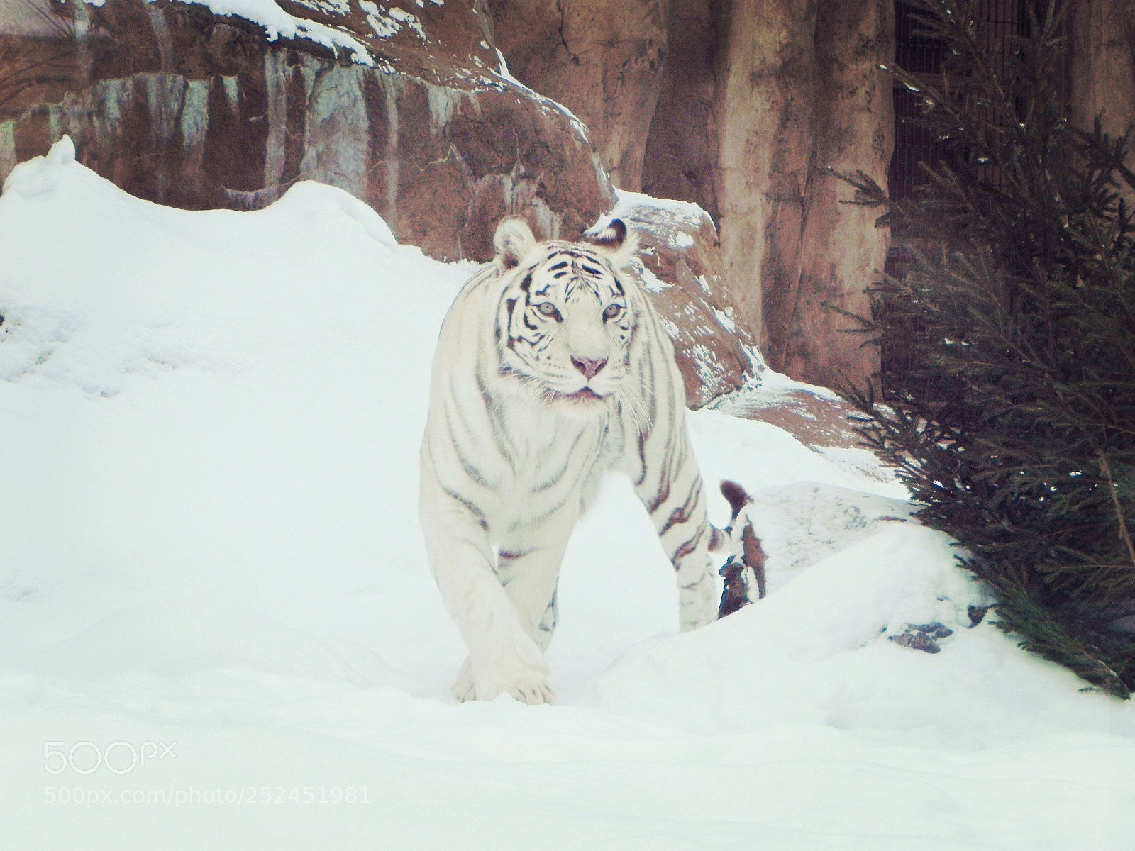 Nikon Coolpix P100 sample photo. White tiger photography
