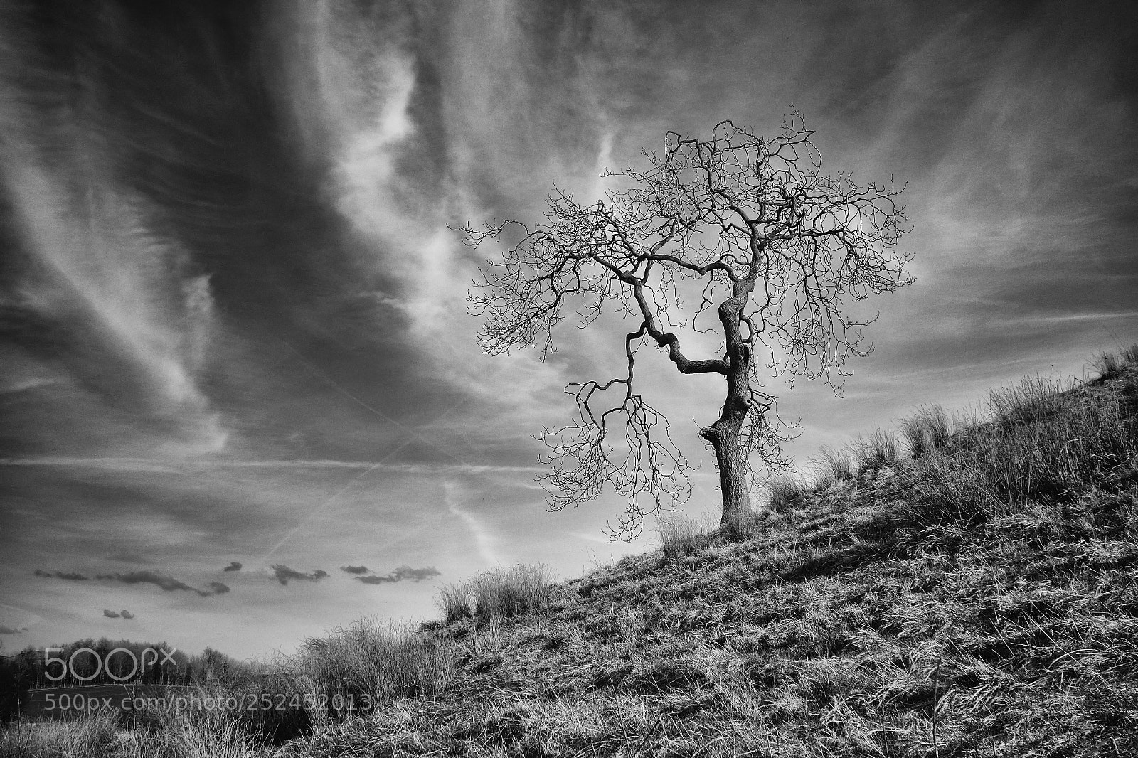 Sony Cyber-shot DSC-RX100 sample photo. The melancholy tree photography