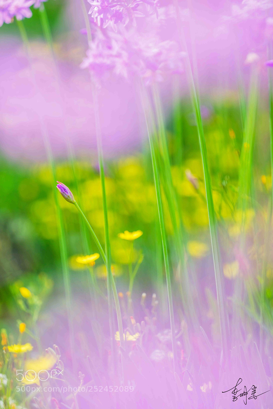 Sony a7R sample photo. 春風 photography