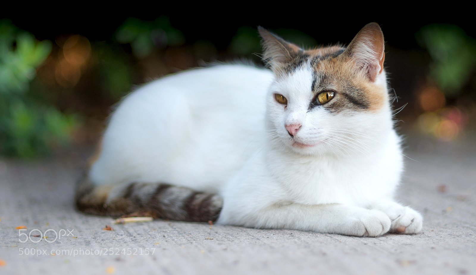 Pentax K-50 sample photo. Photographer's best friend photography