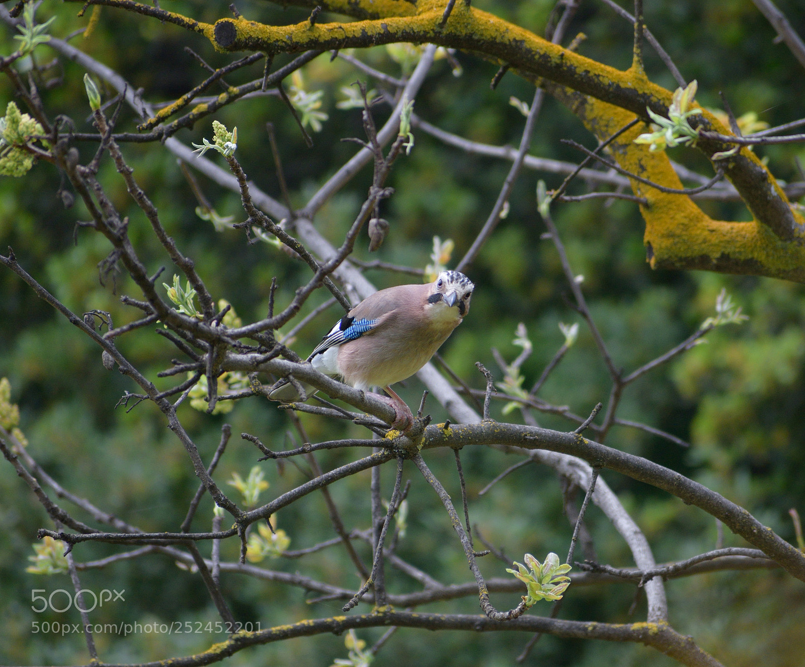 Nikon D3300 sample photo. Eurasian jay looking at photography