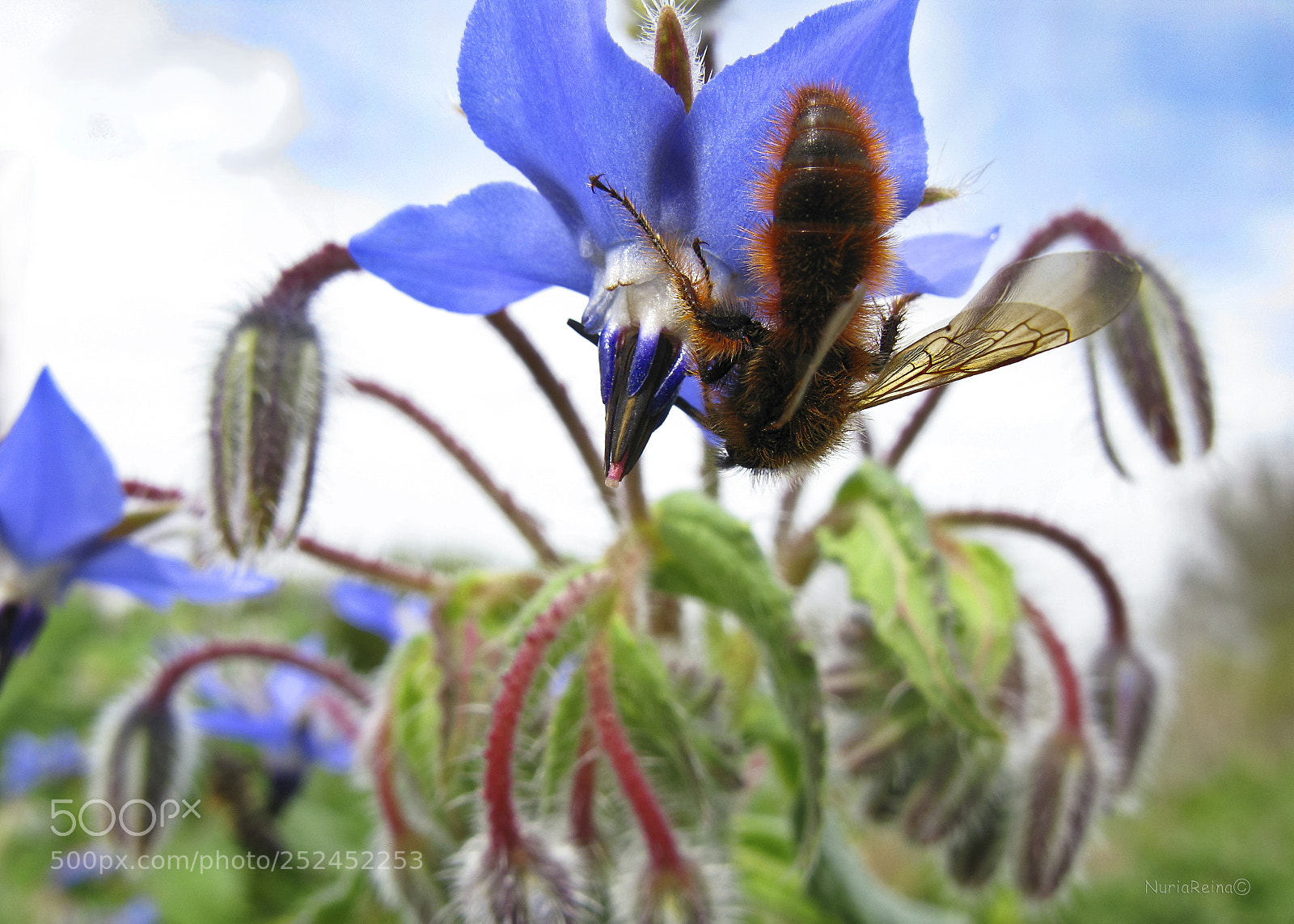 Canon POWERSHOT G9 sample photo. The blue flower bee photography