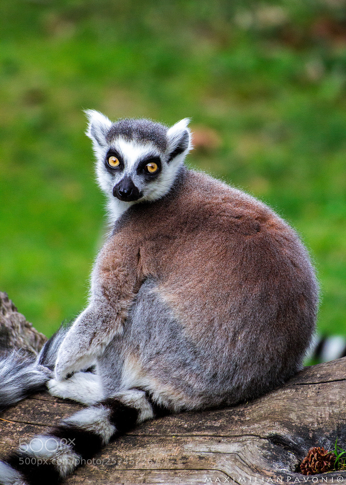 Canon EOS 600D (Rebel EOS T3i / EOS Kiss X5) sample photo. Ring-tailed lemur photography
