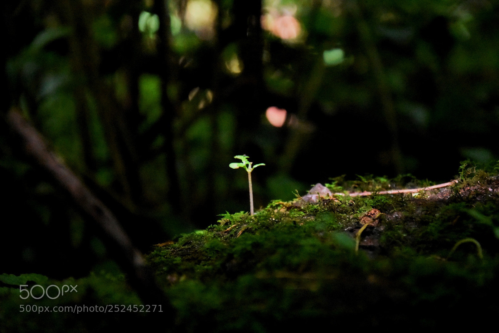 Nikon D7200 sample photo. Learn from nature photography