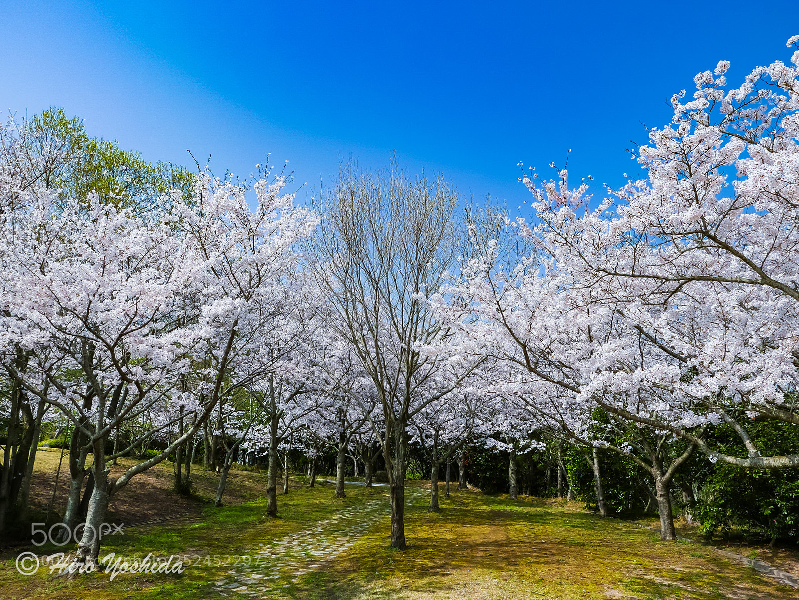 Panasonic Lumix DMC-LX100 sample photo. Sakura photography