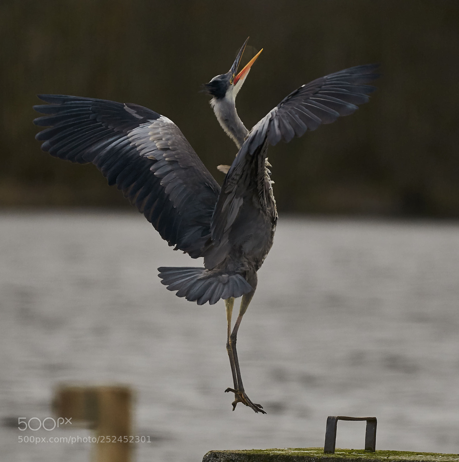Nikon D300S sample photo. Lift off photography