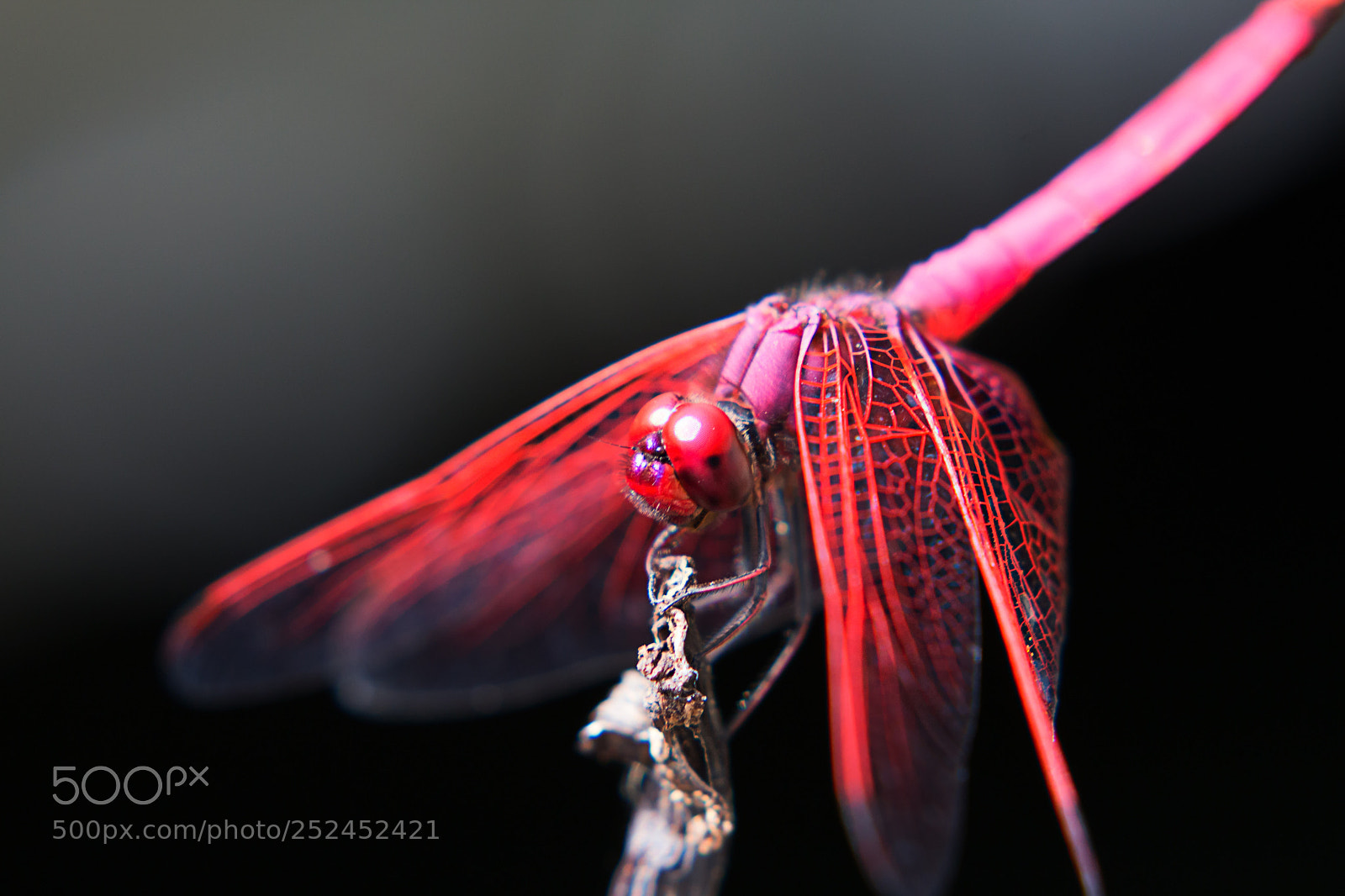 Canon EOS 650D (EOS Rebel T4i / EOS Kiss X6i) sample photo. Red dragonfly. 红青蜓. photography