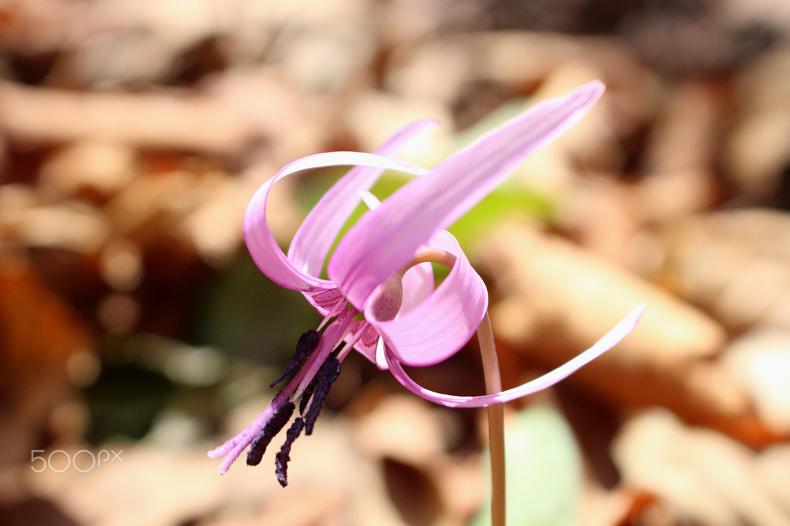 Canon EOS 100D (EOS Rebel SL1 / EOS Kiss X7) sample photo. Spring ephemeral photography