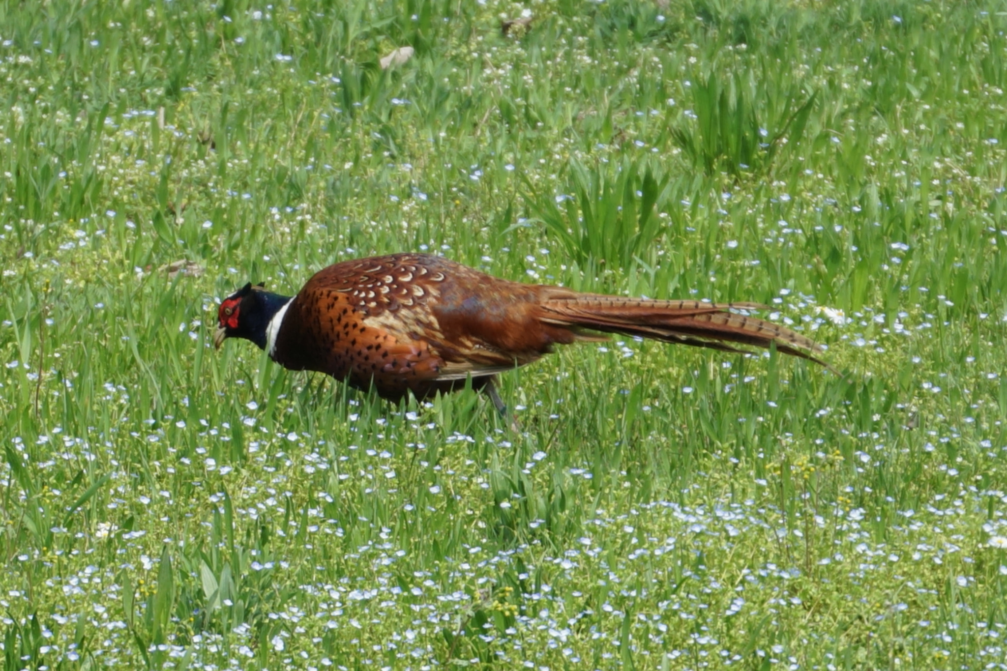 Sony FE 70-300mm F4.5-5.6 G OSS sample photo. Fagiano photography
