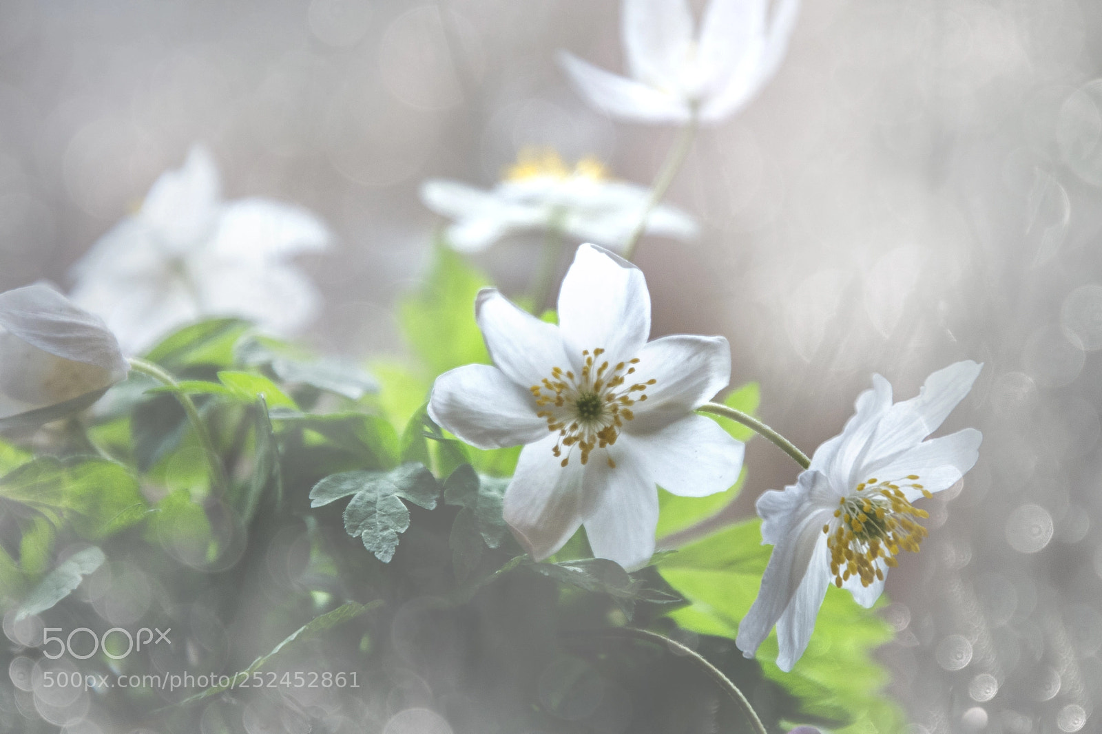 Nikon D5200 sample photo. Small wonders photography
