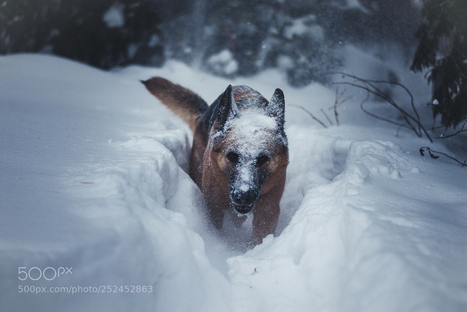 Nikon D3000 sample photo. Snowdog photography