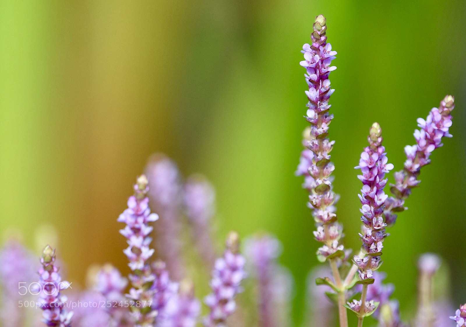 Nikon D500 sample photo. 圓葉節節菜 photography