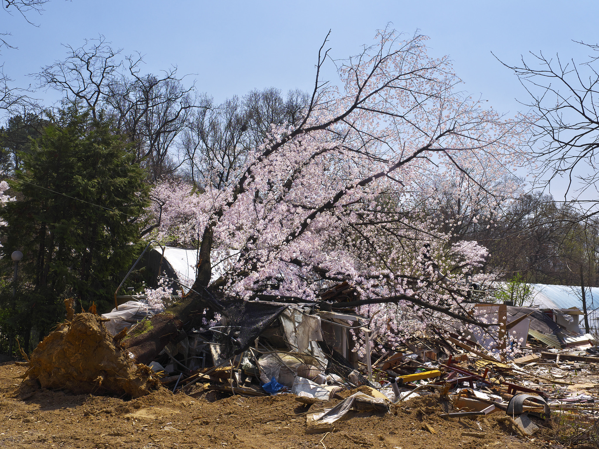 Ricoh GXR A16 sample photo. Cherry blossoms bloom forever in my photo photography