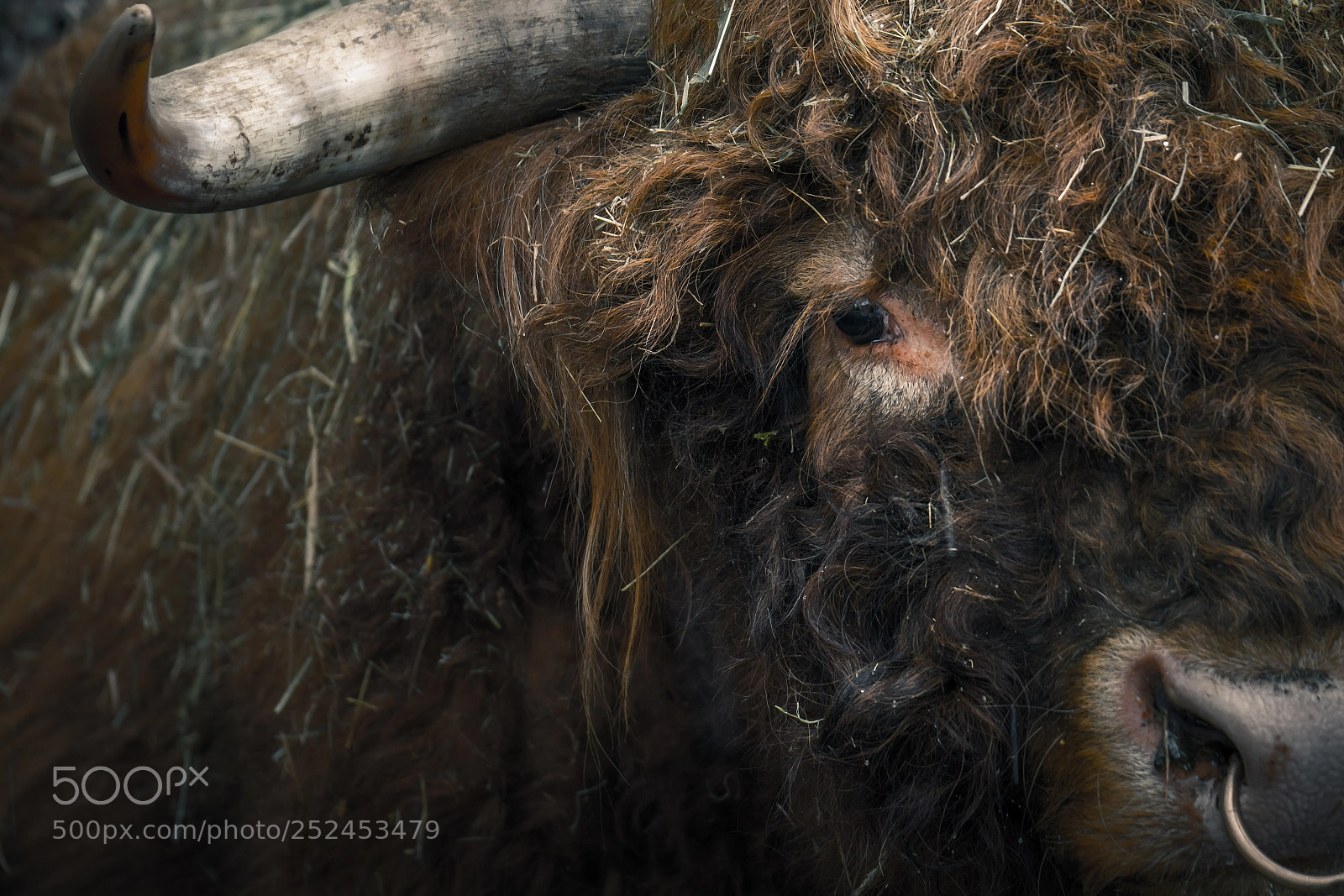 Sony a6500 sample photo. Cow photography