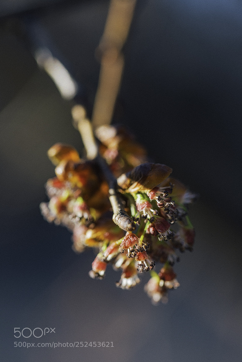 Nikon D600 sample photo. 180406 photography