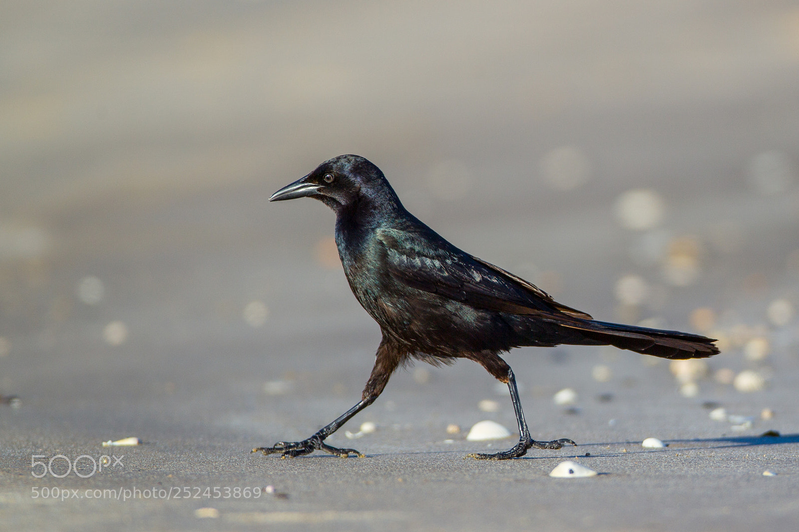 Canon EOS-1D Mark IV sample photo. Boat-tailed grackle photography