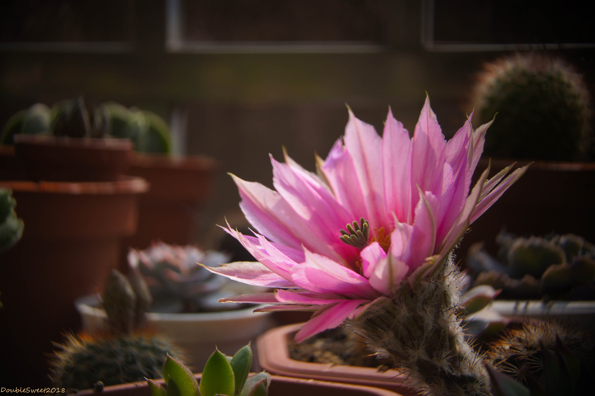 Sony SLT-A33 sample photo. Cactus photography