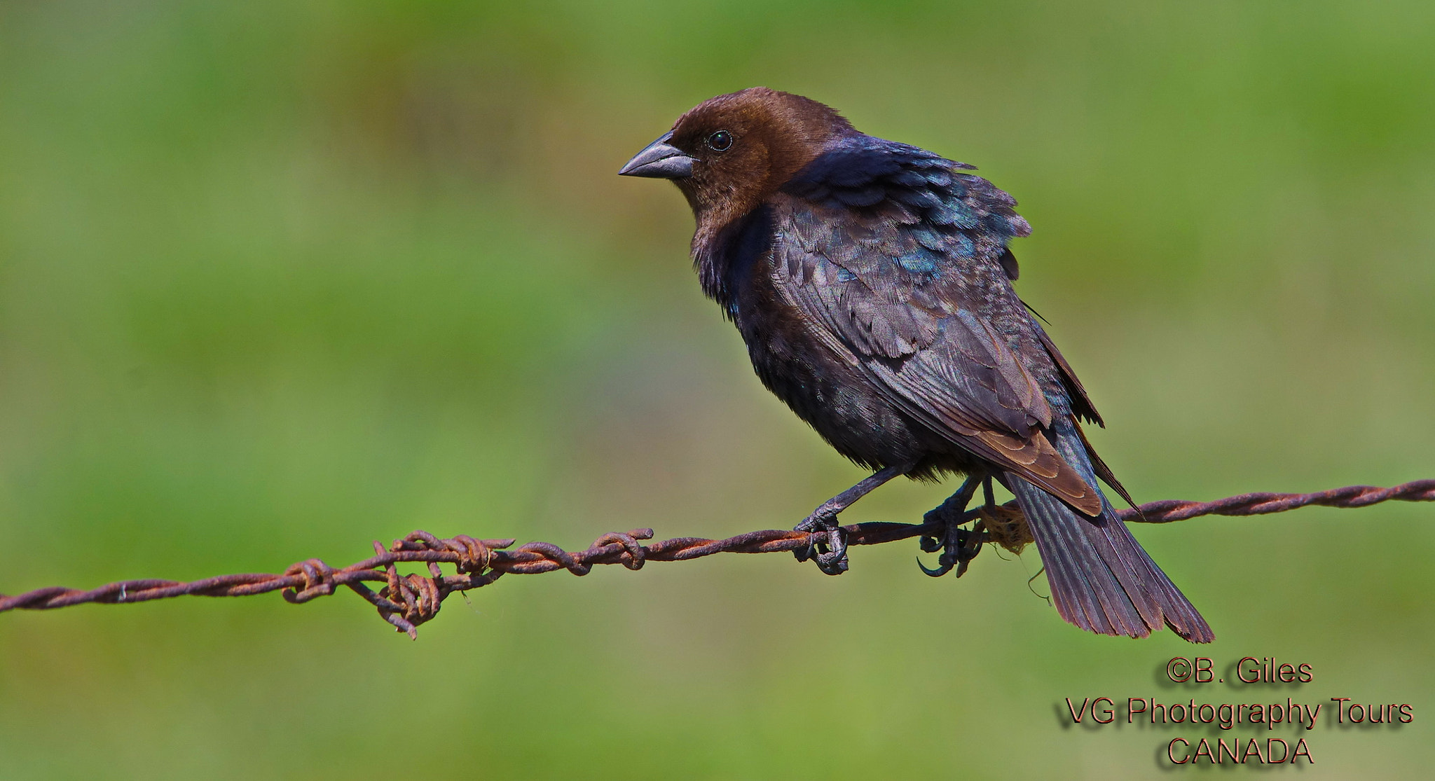 Pentax K-5 IIs + Sigma 150-500mm F5-6.3 DG OS HSM sample photo. Brown-headed cowbird photography