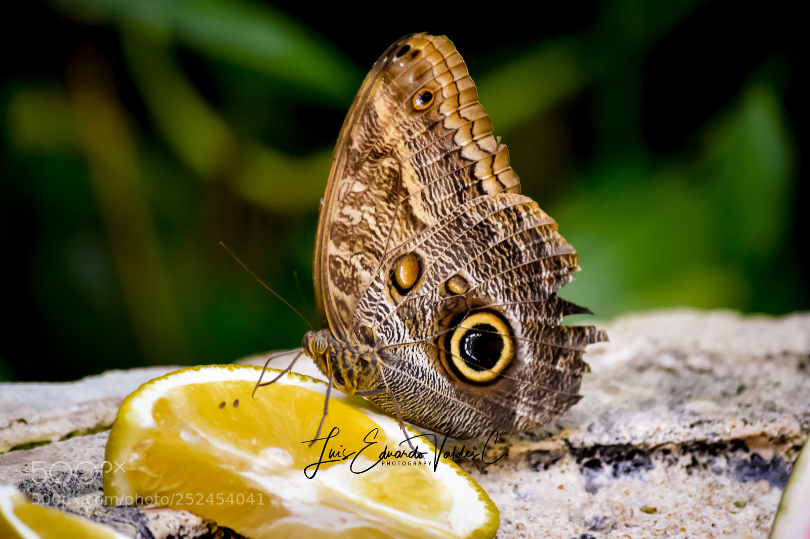 Nikon D7200 sample photo. Orange photography