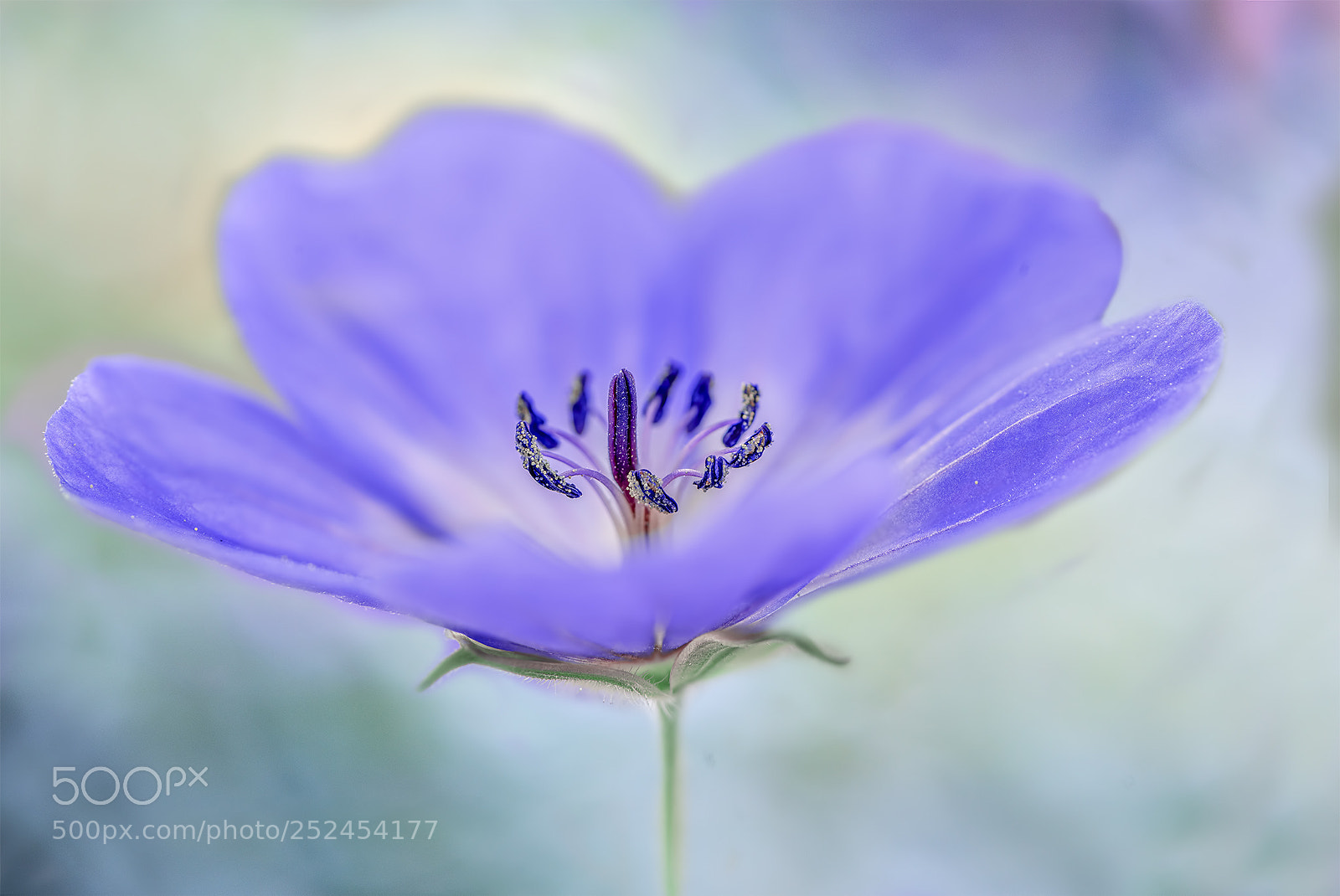 Nikon D810 sample photo. Blue dream photography