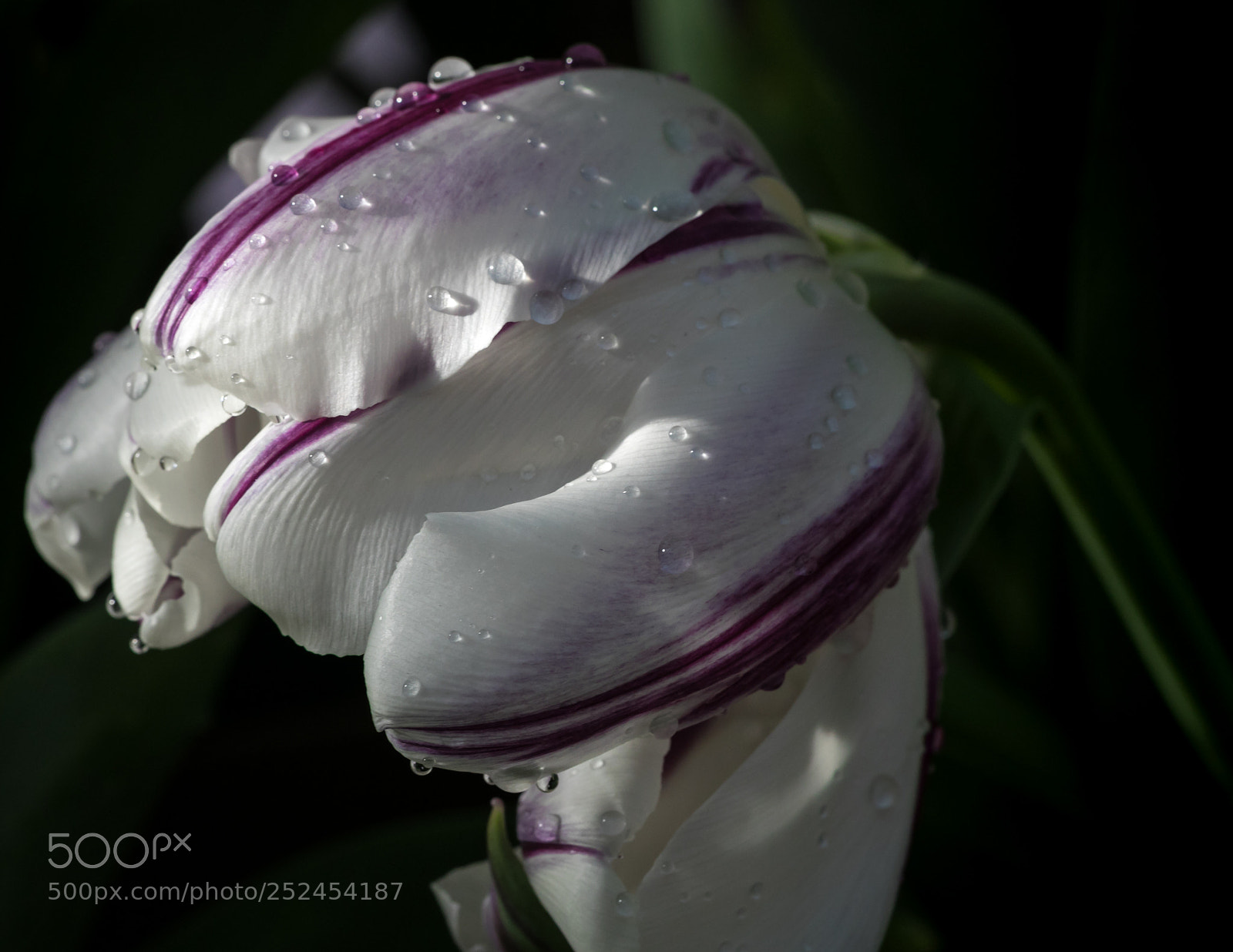 Canon EOS 5D Mark IV sample photo. Quiet jubilation photography