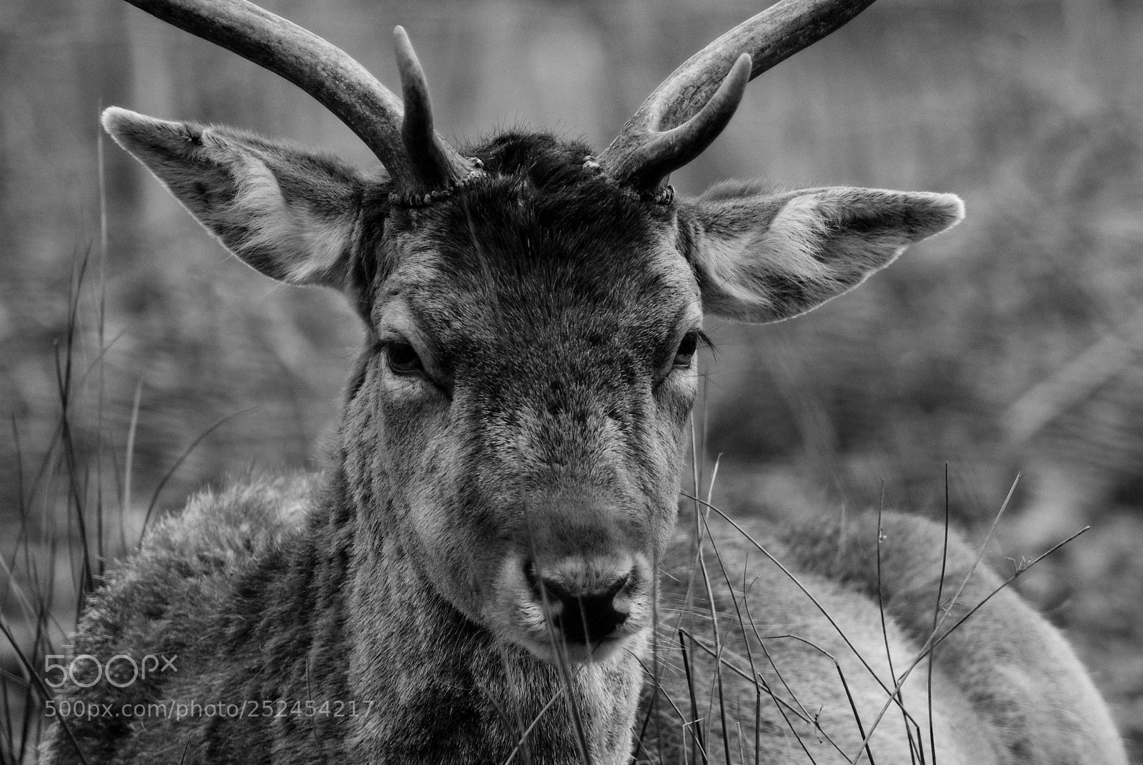 Pentax K10D sample photo. Dunham massey i photography