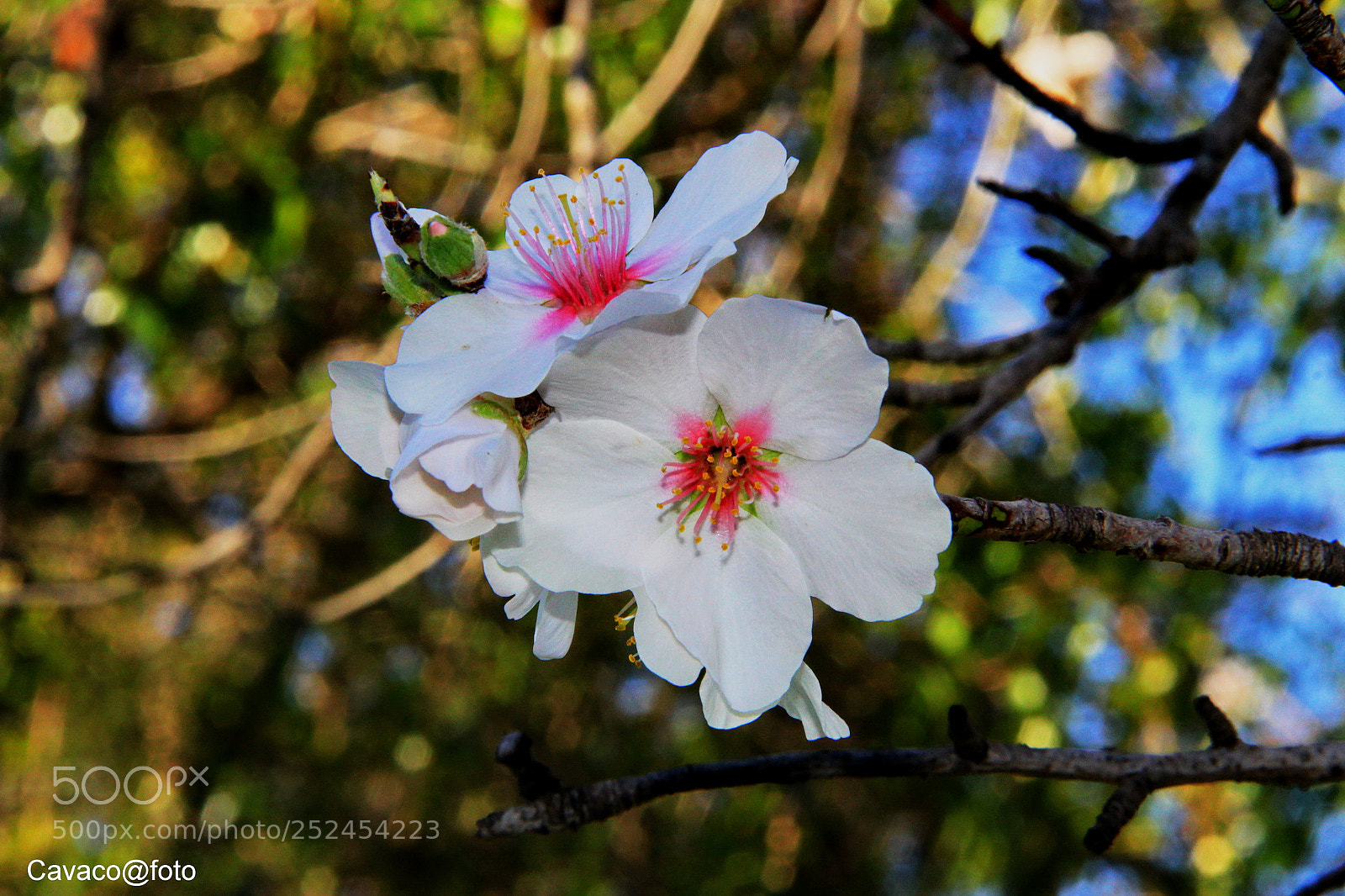 Canon EF-S 18-135mm F3.5-5.6 IS sample photo. Flor photography