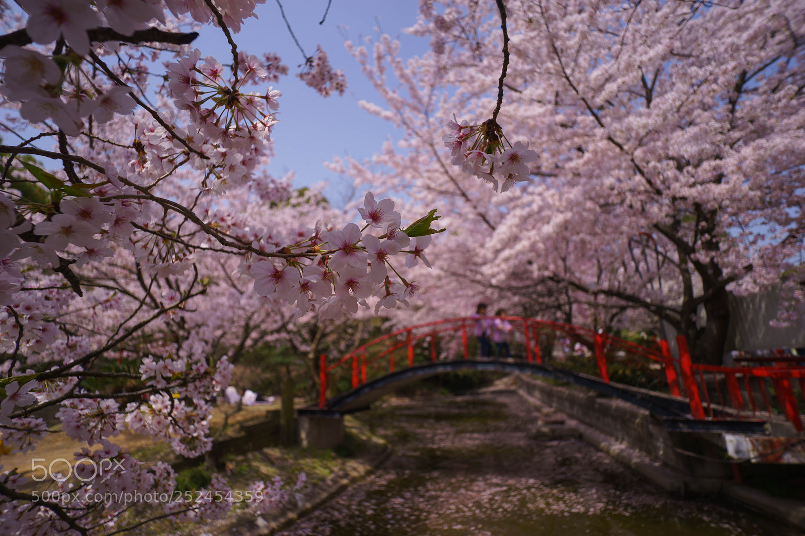 Sony a7 sample photo. Sakura photography