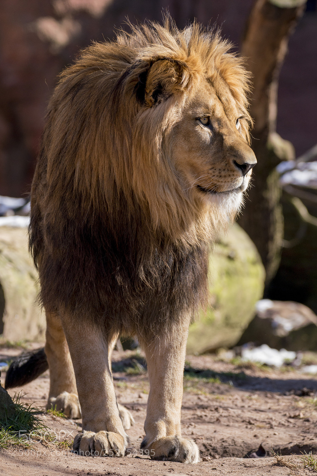 Sony a7R III sample photo. Lion king photography