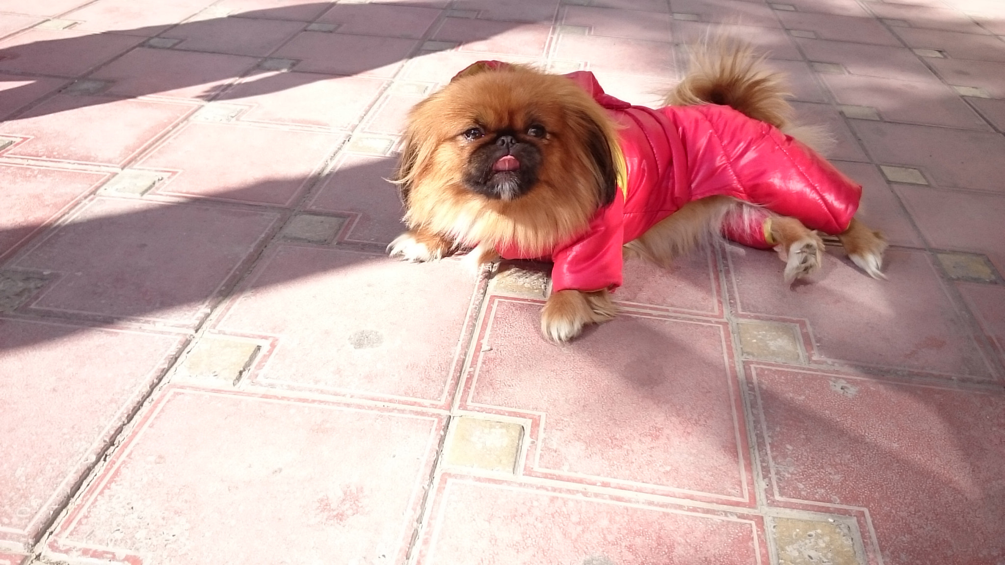 Sony Xperia Z Ultra sample photo. Dog photography