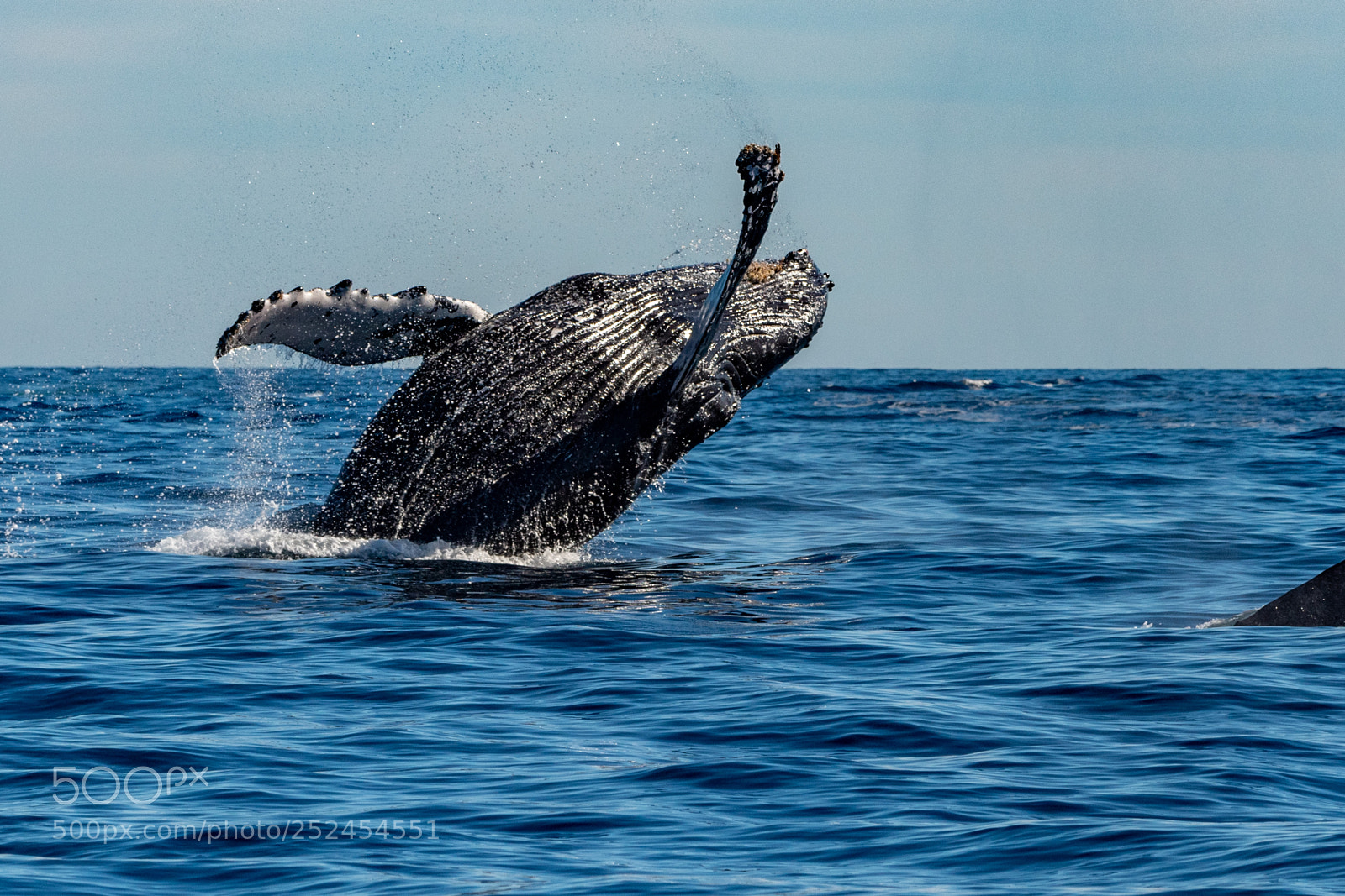Nikon D5 sample photo. Breaching photography