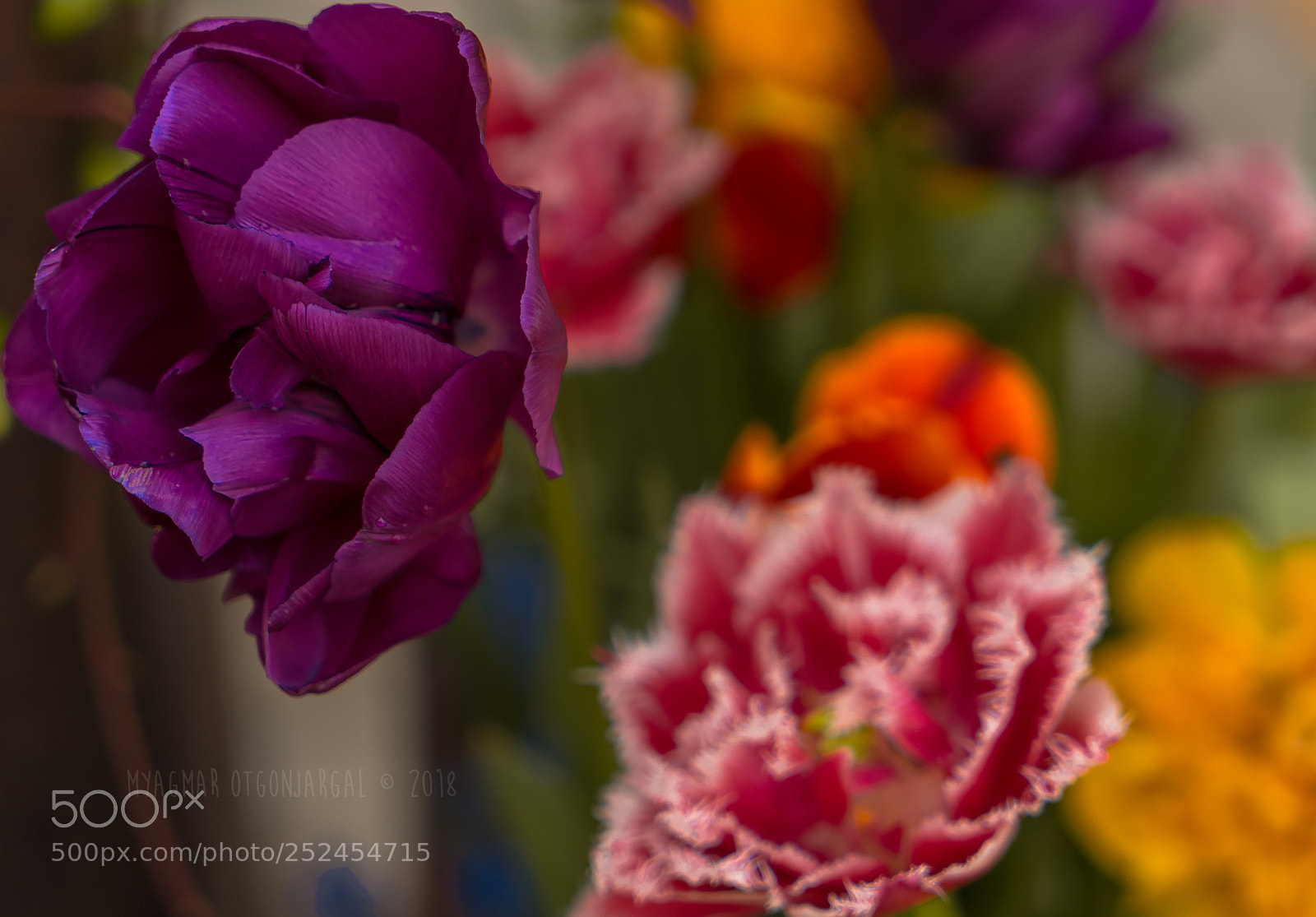 Sony a7 II sample photo. Flower photography