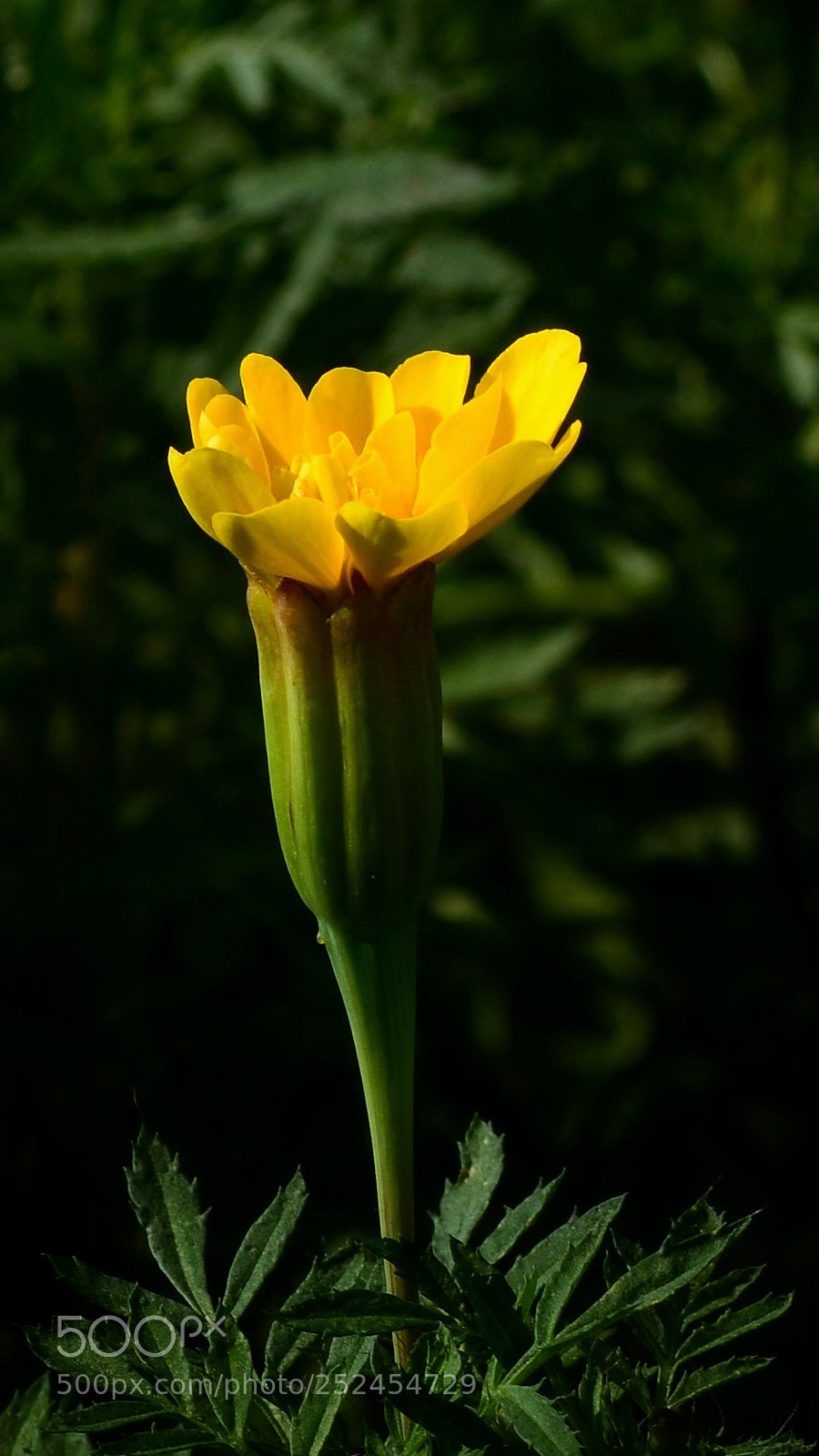 Nikon D7100 sample photo. Nbltvnbact photography